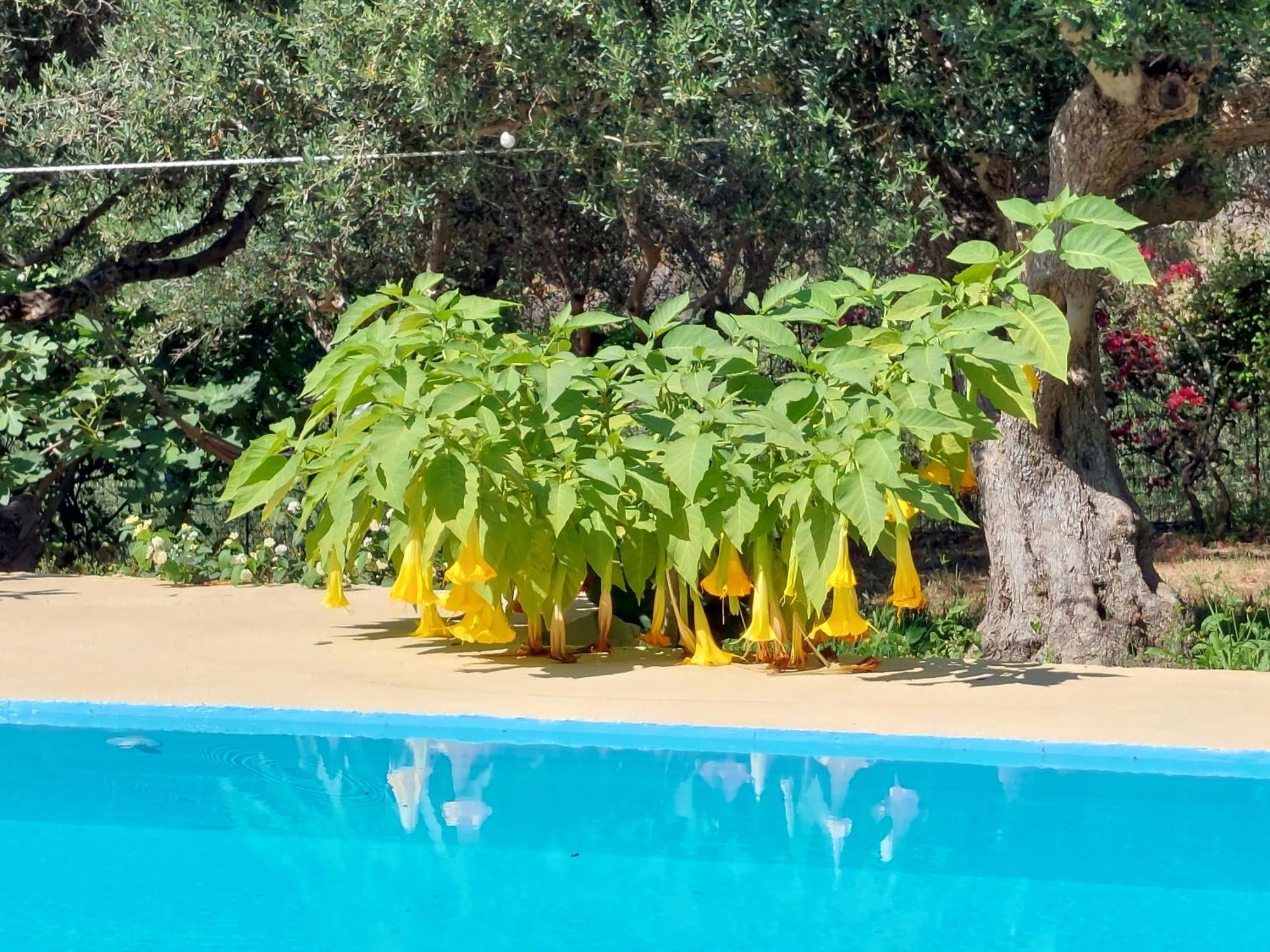 Sofiana'S Garden Retreat With Private Pool Leilighet Dhrapaniás Rom bilde